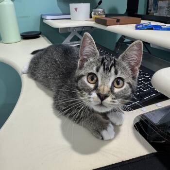 Jean Grey -  Domestic Short Hair Cat for Adoption in Richmond, Virginia - Jean Grey | PetCurious