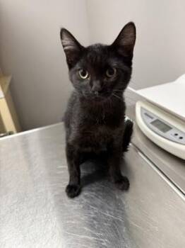`Tuna` -  Domestic Short Hair Cat for Adoption in Pequot Lakes, Minnesota - `Tuna` | PetCurious