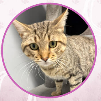 Rescue Domestic Short Hair Cats for Adoption in Toms River, New Jersey - Cat Stevens | PetCurious