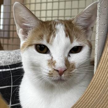Echo -  Domestic Short Hair Cat for Adoption in Yucca Valley, California - Echo | PetCurious