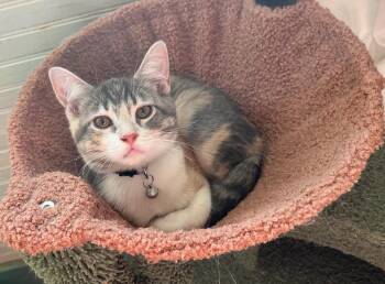 Piper -  Torbie Cat for Adoption in Muncie, Indiana - Piper | PetCurious