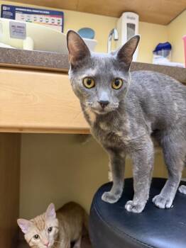 Blue -  Domestic Short Hair Cat Available for Adoption in Carrollton, Virginia - Blue | PetCurious