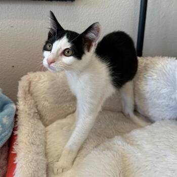 Pony -  Domestic Short Hair Cat for Adoption in Newberg, Oregon - Pony | PetCurious