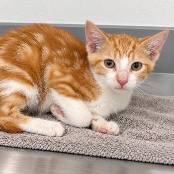 Bo Burnham -  Domestic Short Hair Cat for Adoption in Austin, Texas - Bo Burnham | PetCurious
