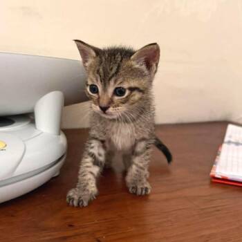 Domestic Short Hair Cats Available for Adoption in Tampa, Florida - Thing 3 | PetCurious