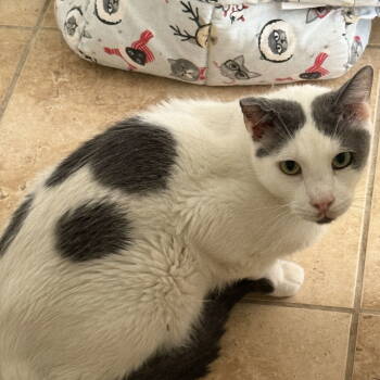 Rescue Tabby Cats for Adoption in Chandler, Arizona - Roland | PetCurious