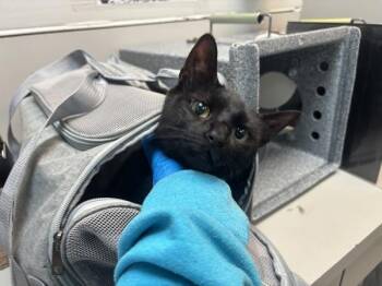 Azula -  Domestic Short Hair Cat for Adoption in New York, New York - Azula | PetCurious