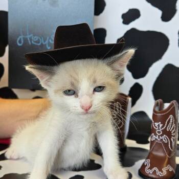 Rescue Domestic Short Hair Cats for Adoption in Midland, Texas - Houston | PetCurious