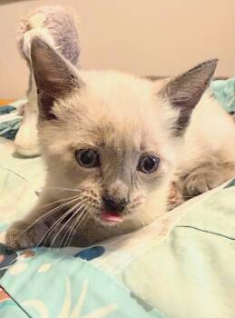 Jennifer -  Domestic Short Hair Cat for Adoption in Winnipeg, Manitoba - Jennifer | PetCurious
