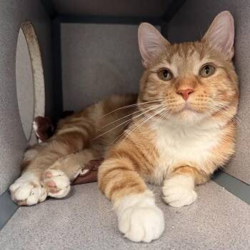 Big Mac -  Domestic Short Hair Cat for Adoption in Waterloo, Iowa - Big Mac | PetCurious