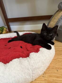 Domestic Short Hair Cats Available for Adoption in Ferndale, Michigan - Victor Hugo | PetCurious