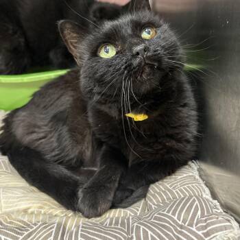 Luna & Loki -  Domestic Short Hair Cat for Adoption in La Grange Park, Illinois - Luna & Loki | PetCurious