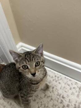 Rescue Domestic Short Hair Cats for Adoption in Berkeley Heights, New Jersey - Estrella(Ella) | PetCurious