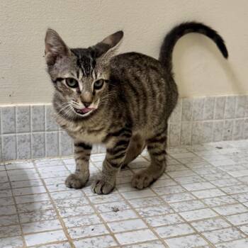Matteo -  Domestic Short Hair Cat Available for Adoption in South Miami, Florida - Matteo | PetCurious