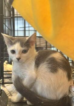 Rescue Domestic Short Hair Cats for Adoption in Columbia, South Carolina - Eddie | PetCurious