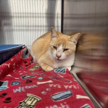 Domestic Short Hair Cats Available for Adoption in Gautier, Mississippi - Noah | PetCurious