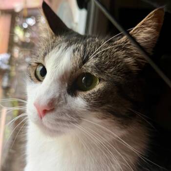 American Shorthair Cats Available for Adoption in Gastonia, North Carolina - Cash | PetCurious