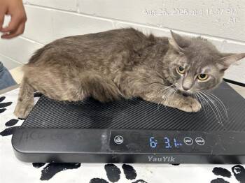 SAMWELL -  Domestic Short Hair Cat for Adoption in Ocala, Florida - SAMWELL | PetCurious