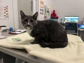 Domestic Short Hair Cats Available for Adoption in Kansas City, Missouri - Cleetus McFarland | PetCurious