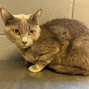 Domestic Short Hair Cats Available for Adoption in Tuscaloosa, Alabama - Oli | PetCurious