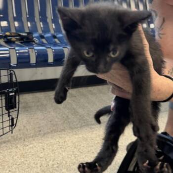 Sweetheart -  Domestic Short Hair Cat for Adoption in Des Moines, Iowa - Sweetheart | PetCurious