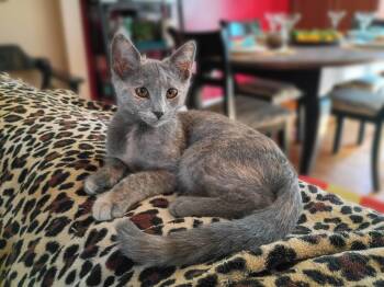 Addison -  Domestic Short Hair Cat for Adoption in Morgantown, West Virginia - Addison | PetCurious