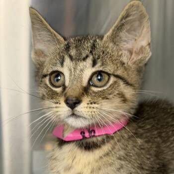Haaland -  Domestic Short Hair Cat for Adoption in Los Angeles, California - Haaland | PetCurious