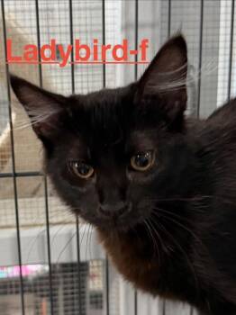 Ladybird 26 -  Domestic Long Hair Cat for Adoption in Brookhaven, Mississippi - Ladybird 26 | PetCurious