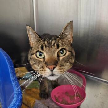 Vaughn -  Domestic Short Hair Cat for Adoption in Monroe, Michigan - Vaughn | PetCurious