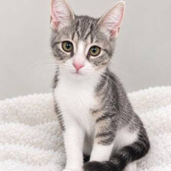 Peep -  Domestic Short Hair Cat for Adoption in Hawthorne, California - Peep | PetCurious