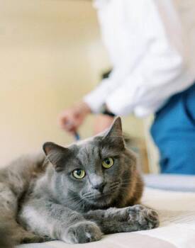 Nebelung and Maine Coon Cats Available for Adoption - Deke Courtesy Post | PetCurious