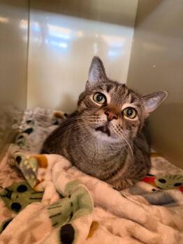 Domestic Short Hair Cats Available for Adoption in Hyde Park, New York - Leo | PetCurious