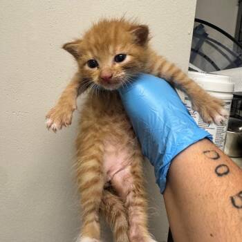 Dog Food -  Domestic Short Hair Cat for Adoption in Columbiana, Alabama - Dog Food | PetCurious