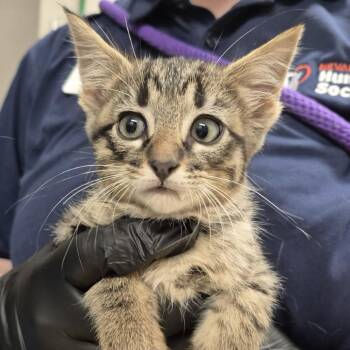 High Noon -  Domestic Short Hair Cat Available for Adoption in Reno, Nevada - High Noon | PetCurious