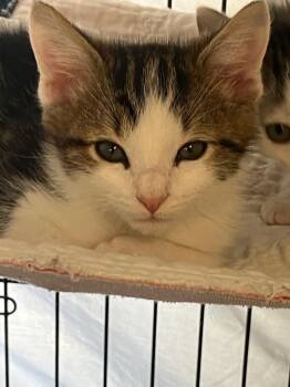 Domestic Short Hair Cats Available for Adoption in Lunenburg, Massachusetts - Enzo | PetCurious
