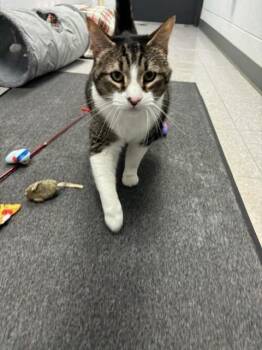 Domestic Short Hair Cats Available for Adoption - Carl | PetCurious