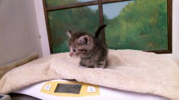 DAPHNEE -  Domestic Short Hair Cat for Adoption in Houston, Texas - DAPHNEE | PetCurious