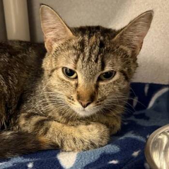 Domestic Short Hair Cats Available for Adoption in Lansing, Michigan - Clover | PetCurious