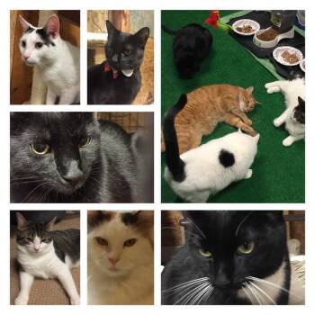 Rescue Domestic Short Hair Cats for Adoption in Suffern, New York - Foster Homes Needed! Please Volunteer | PetCurious