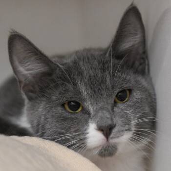Hansel -  Domestic Short Hair Cat for Adoption in Redwood City, California - Hansel | PetCurious