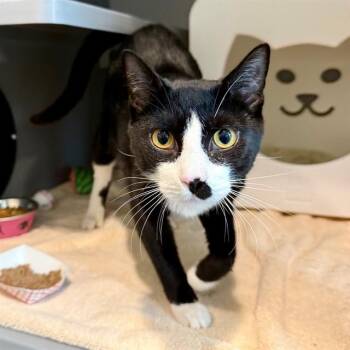 Domestic Short Hair Cats Available for Adoption in Leesburg, Virginia - KAGE | PetCurious