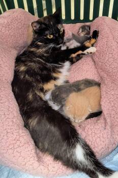 Rescue American Shorthair Cats for Adoption in Blue Earth, Minnesota - Cinderella | PetCurious