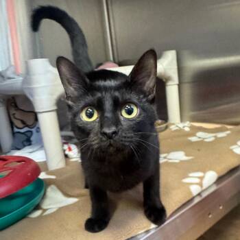 SPRING -  Domestic Short Hair Cat for Adoption in Kyle, Texas - SPRING | PetCurious