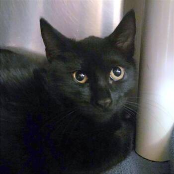 Air Fryer -  Domestic Short Hair Cat for Adoption in Providence, Rhode Island - Air Fryer | PetCurious