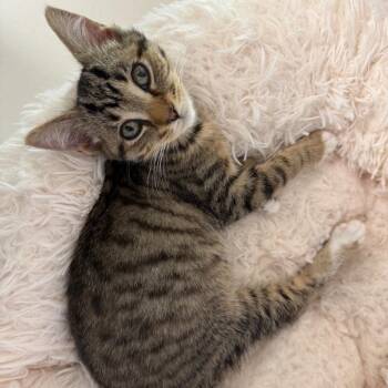 Niall -  Domestic Short Hair Cat for Adoption in Fenton, Michigan - Niall | PetCurious