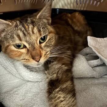 Rescue Domestic Short Hair Cats for Adoption in Abingdon, Maryland - 1125-118 Calista | PetCurious