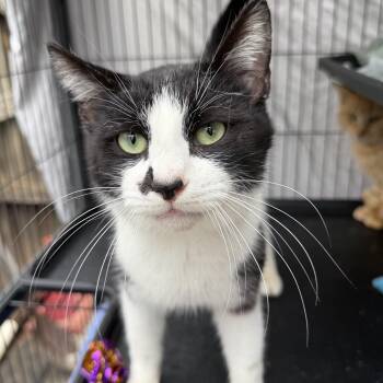 Domestic Short Hair Cats Available for Adoption - Kit | PetCurious