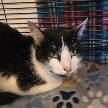 Margaret -  Domestic Short Hair Cat for Adoption in Hanna City, Illinois - Margaret | PetCurious