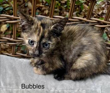 Bubbles -  Domestic Short Hair Cat for Adoption in Safety Harbor, Florida - Bubbles | PetCurious