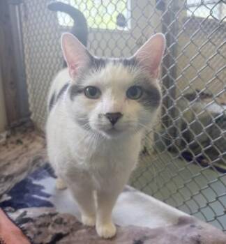 Buddy -  Domestic Short Hair Cat for Adoption in Ogdensburg, New York - Buddy | PetCurious